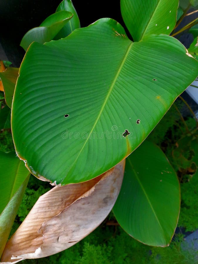 Big Leaves and Dry Leave on the Plants Stock Image Image of leaves, leave 255729337