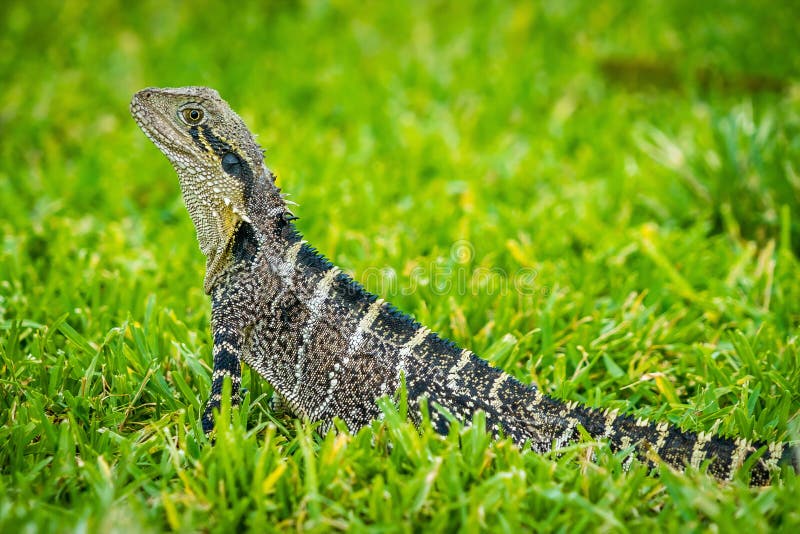 Big Lizard in Australia stock photo. Image of australia 13326466