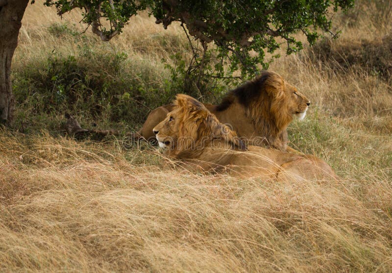 Big lion on african savannah royalty free stock photos Big lion on african savannah royalty free stock photos