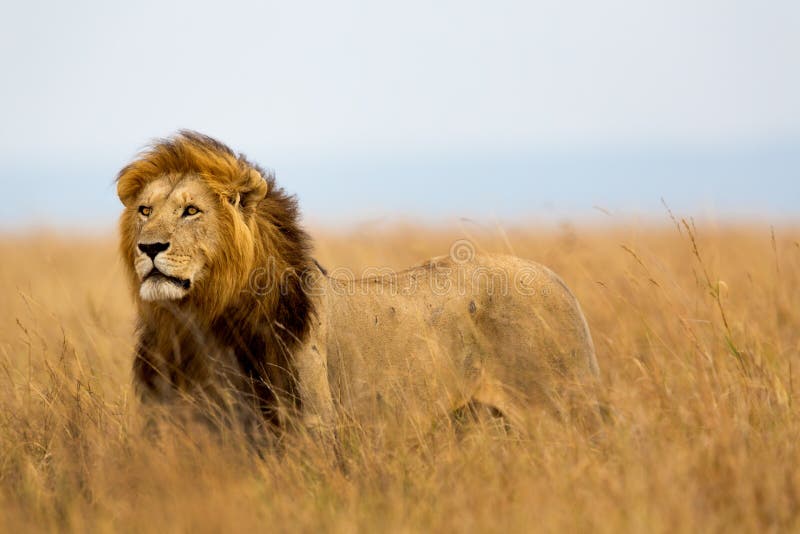 Löwe Cäsar beobachtete die Löwinnen, die bereit sind für die Jagd in der Masai Mara, Kenia.