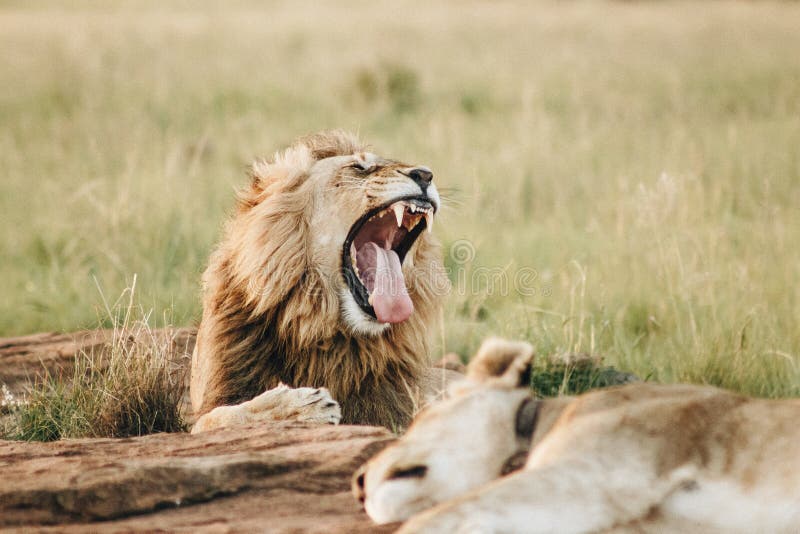 Big lion laying on the ground and yawning.