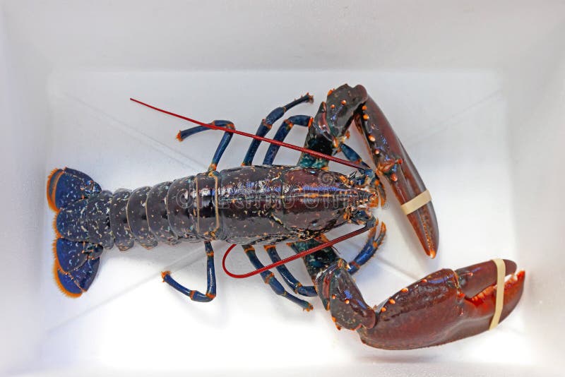 Live lobster stock image. Image of food, marine, lobster - 35737837