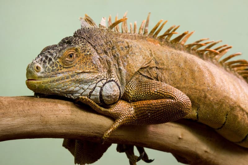 Big lizard sleeping on the branch close-up, isolated background. Big lizard sleeping on the branch close-up, isolated background