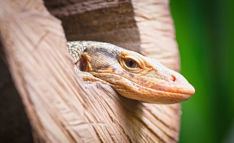 Big lizard sleeping in a hollow log, selective focus