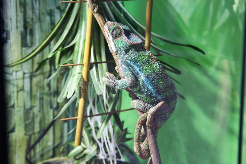 Big lizard in terrarium stock photo. Image of animal 144276404