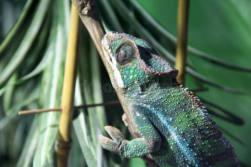 Big lizard in terrarium stock image. Image of color 144276641
