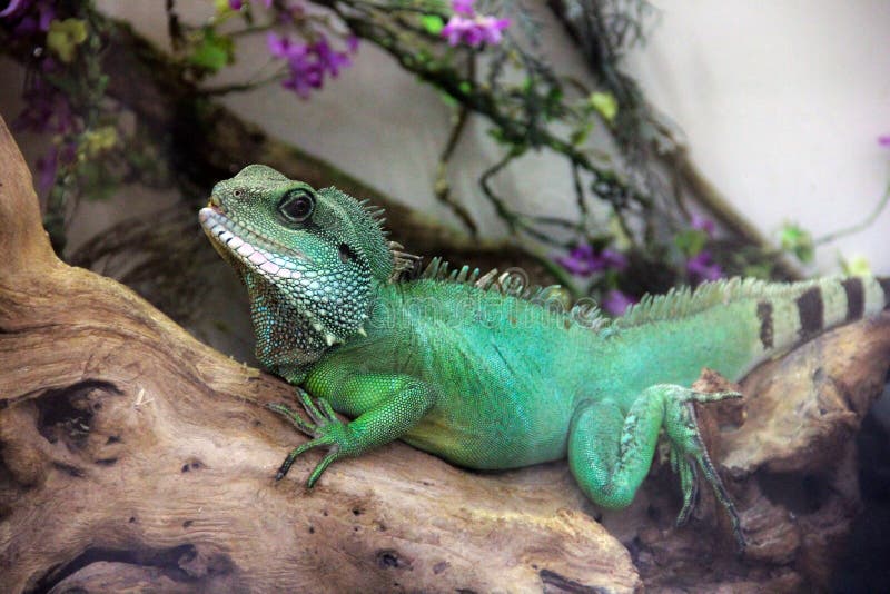 Big lizard in terrarium stock image. Image of sitting 144277113