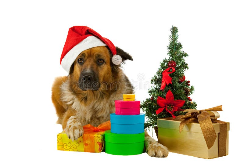 Big long-haired dog whit his christmas presents