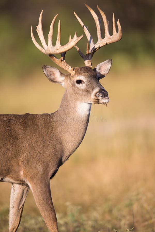 Big Main Frame Whitetail Buck Stock Image - Image of hunting, rack ...