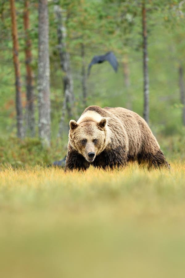 Big male brown bear with a white collar in swamp stock photo
