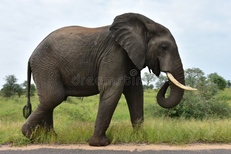 Big Male Elephant in African Landscape Stock Image - Image of