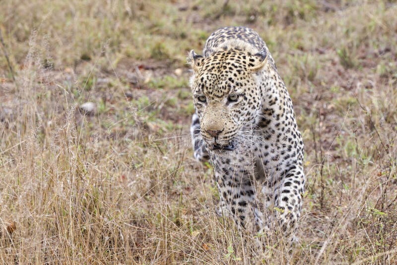 5,741 Leopard Hunting Photos Free & RoyaltyFree Stock Photos from