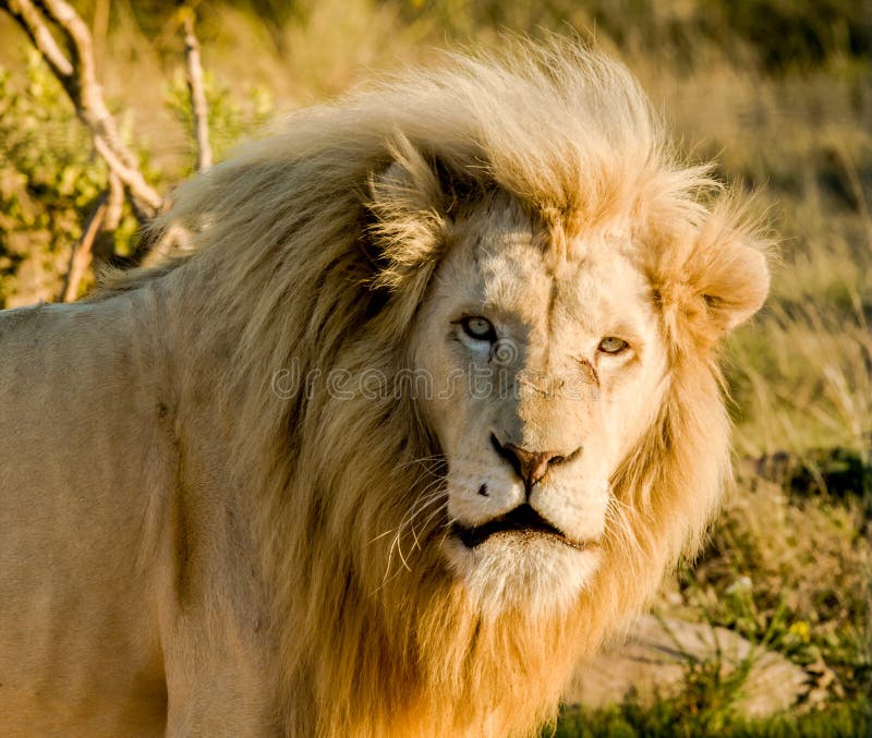 Big Male Lion Laying Down on an African Savanna during Sunset. Stock ...