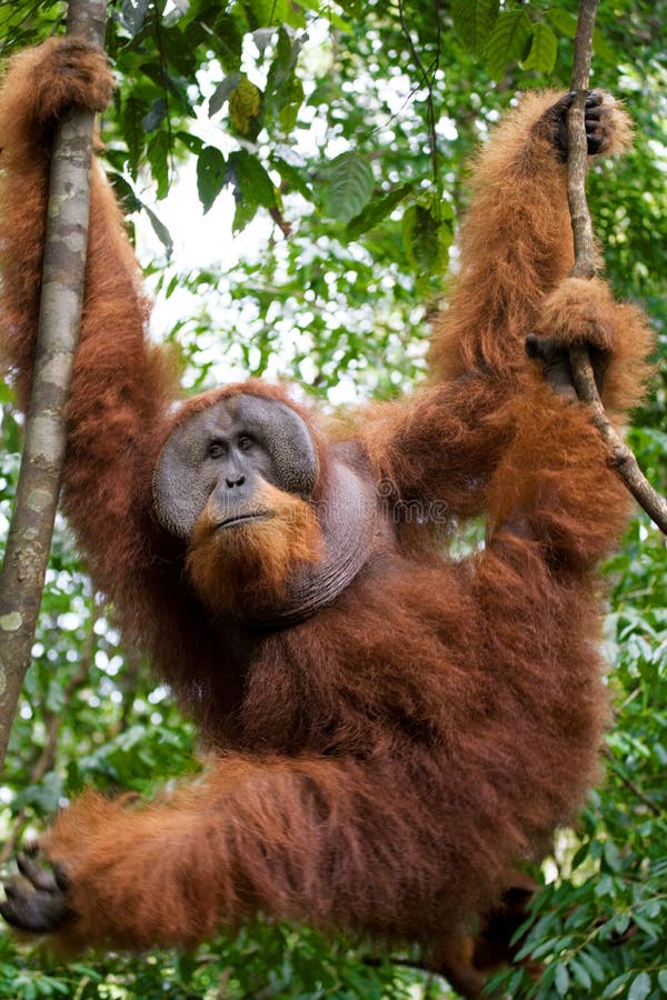 Big Male Orangutan On A Tree In The Wild Indonesia The Island Of