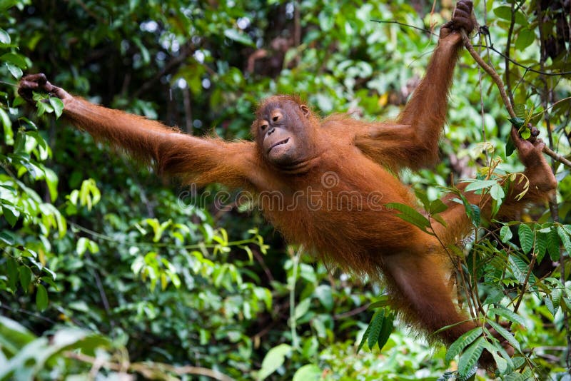 Big Male Orangutan On A Tree In The Wild Indonesia The Island Of