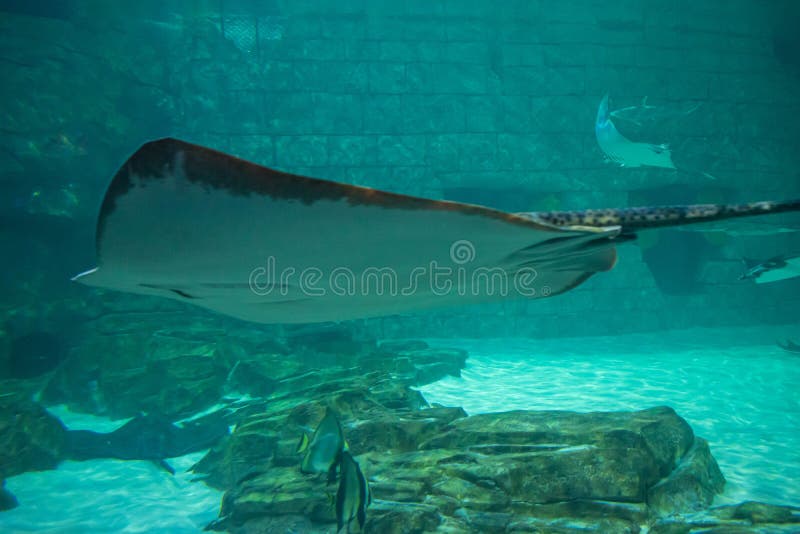 manta ray aquarium manta ray aquarium