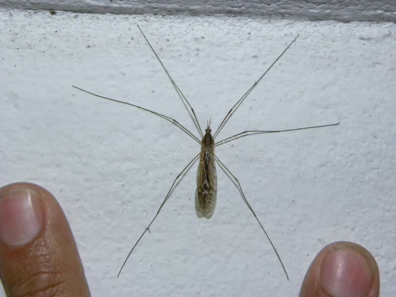 A big mosquito perched on a white wall. stock images A big mosquito perched on a white wall. stock images