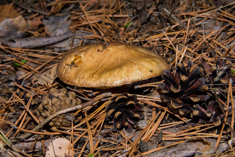 Big Mushroom Suillus Luteus or Slippery Jack and Pine Cones. Mushroom