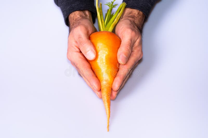 Big natural orange carrot in both men hands stock photos