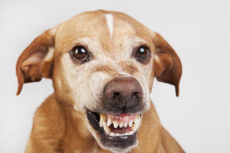 1,804 Vicious Dog Stock Photos Free & RoyaltyFree Stock Photos from