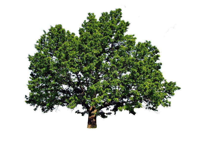 Big oak