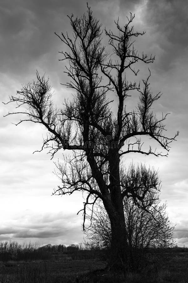 Big old ash tree stock image. Image of outdoor, beautiful 191084595