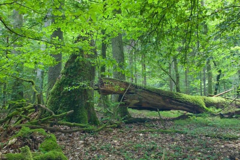 Big old oak and dead wood