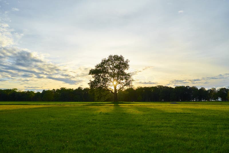 Big old oak in a field at sunset.