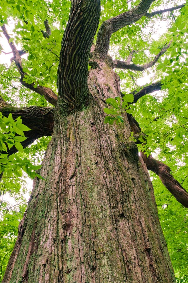 Big old oak tree in the forest