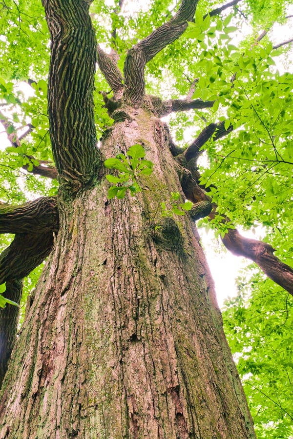 Big old oak tree in the forest