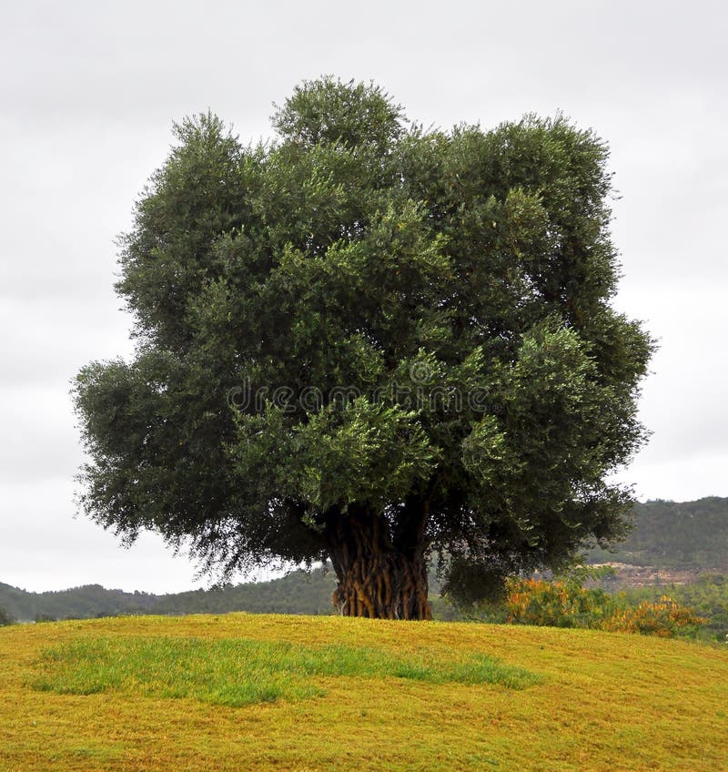 Big old_olive_tree