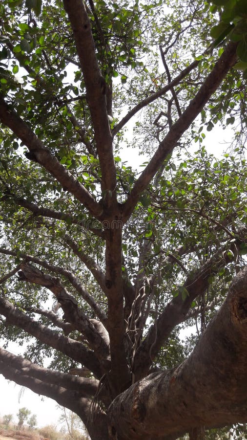 Photo of Big old tree  in india gujrat vilej rural aria. Photo of Big old tree  in india gujrat vilej rural aria