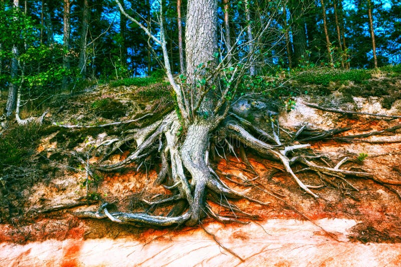 Big old tree roots at forest