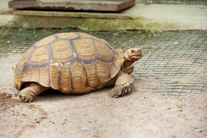 Big turtle in the meadow stock image. Image of ancient 171749427