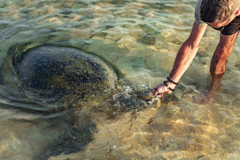 Big olive turtle in the water on the coast of the Turtle Beach in Hikkaduwa, Sri Lanka in the Indian Ocean