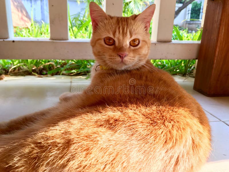 Big orange cat stock image. Image of orange, eyes 145316165