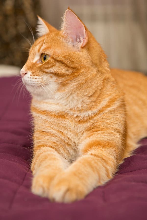 Big orange cat stock image. Image of whisker, mammals 45156761