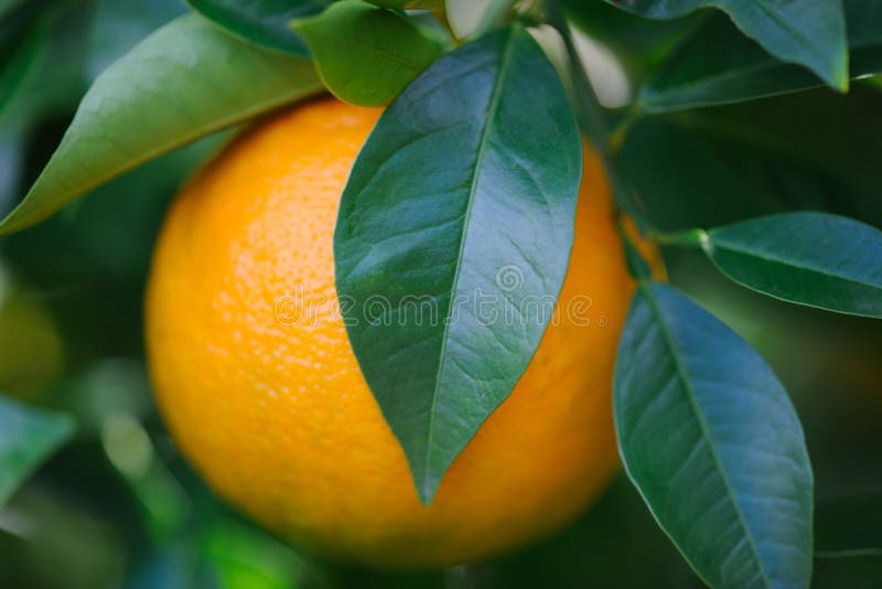 Big Orange Fruit stock image. Image of green, picking 35536975