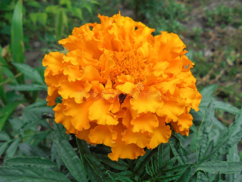 Big orange Tagetes erecta flower stock images Big orange Tagetes erecta flower stock images