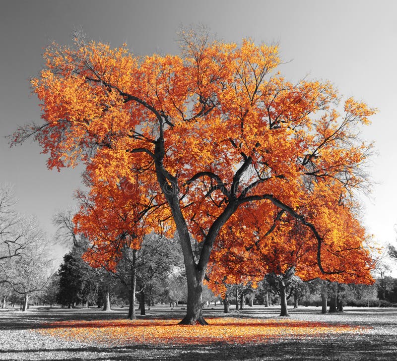 Big Orange Tree in a Black and White Landscape Stock Photo Image of