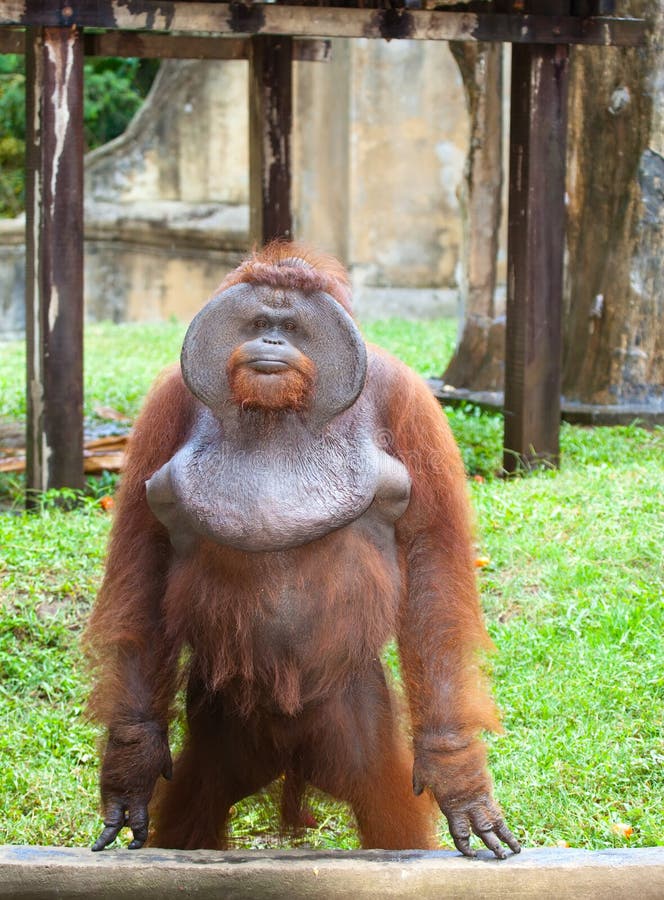 Big Orangutan  Royalty Free Stock Images Image 29468929