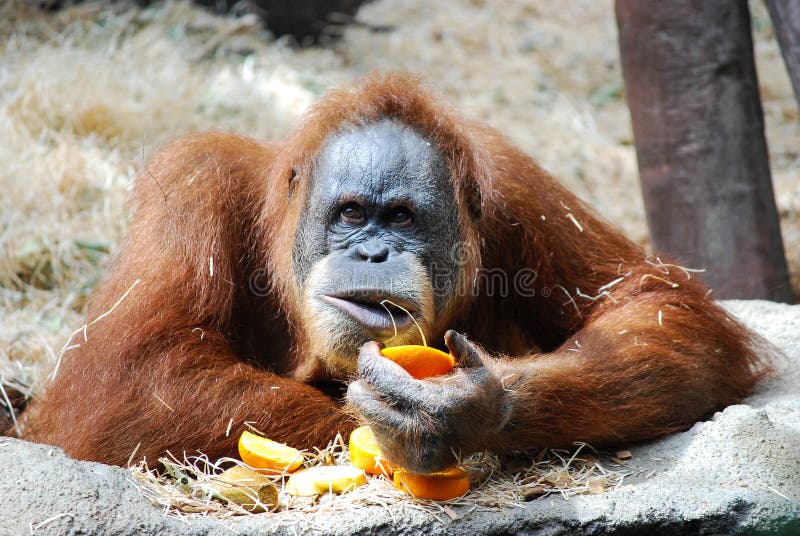 Big orangutan royalty free stock photography