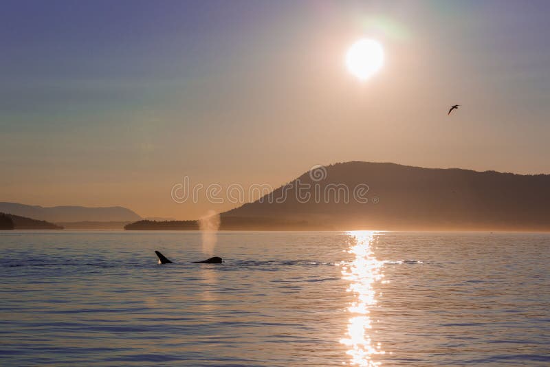 Big orca swimming in the water with sunrise in the sky royalty free stock image