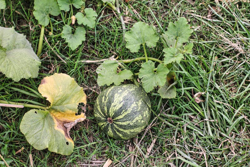 Big Organic Pumpkin with Leaves in the Garden Stock Photo Image of