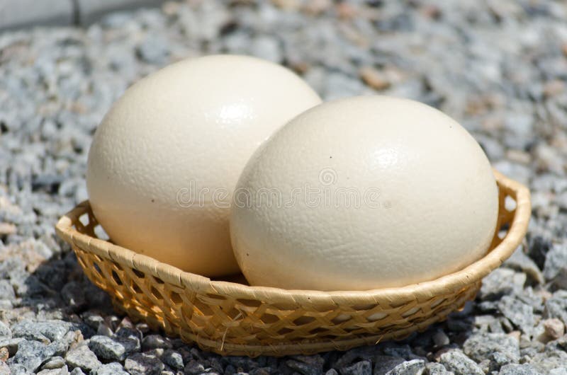 Big Ostrich Eggs in a Wattled Basket Stock Image Image of protein