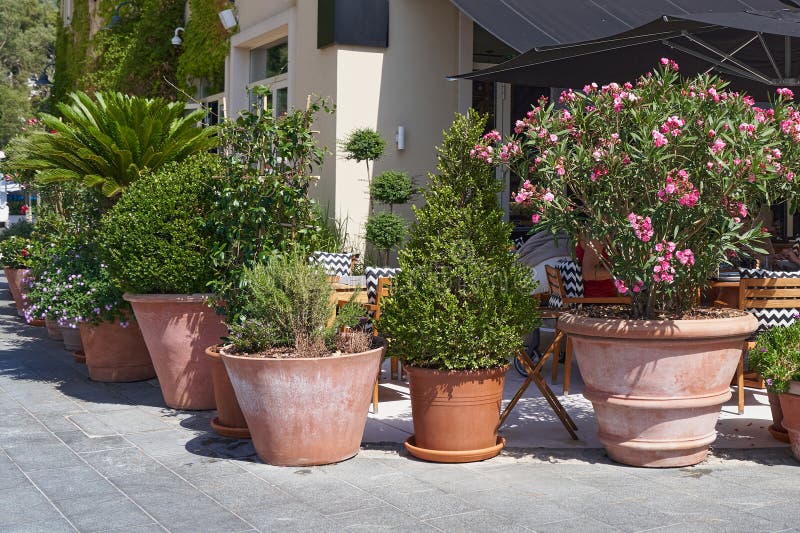 The Big Outdoor Potted Plants on the Street Stock Image Image of