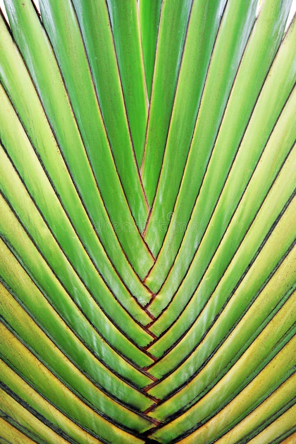 Big palm tree leaf