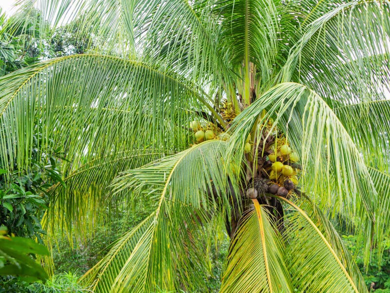 Big palm tree with ripe and green coconuts after rain, closeup stock photography