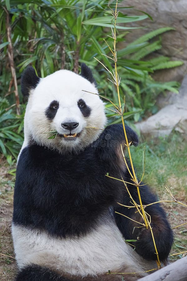 Big panda eating bamboo