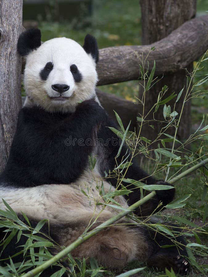 Big Panda At The Vienna Zoo Austria Stock Photo Image Of Mammals